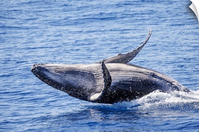 This Breaching Humpback Whale Calf Was Born In The 2022 Season Off Maui, Hawaii