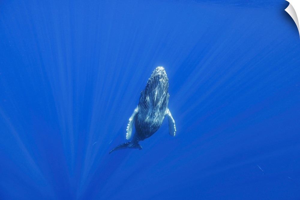 This curious humpback whale calf (megaptera novaeangliae) investigated the diver on the surface before returning to it's m...