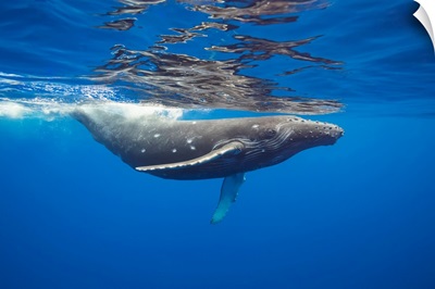 This Humpback Whale Has A Number Of Circular Bite Marks