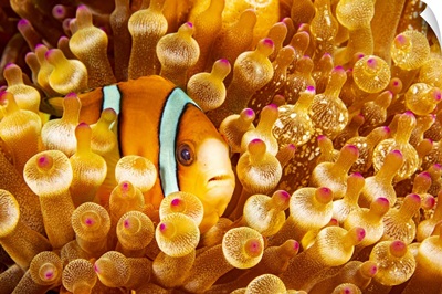 This Orange-Fin Anemonefish Is Pictured Hiding In It's Host Anemone, Philippines