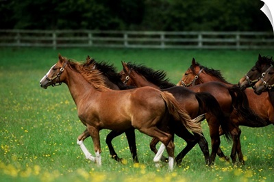 Thoroughbred Horses, Ireland