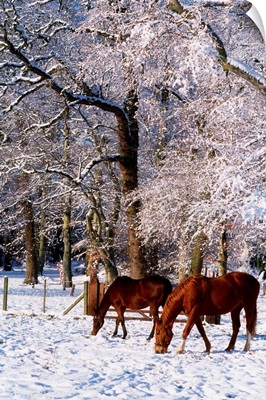 Thoroughbred Horses, Mares In Snow, Ireland