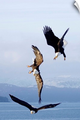 Three Bald Eagles In Mid-Air Conflict Over Kachemak Bay, Alaska