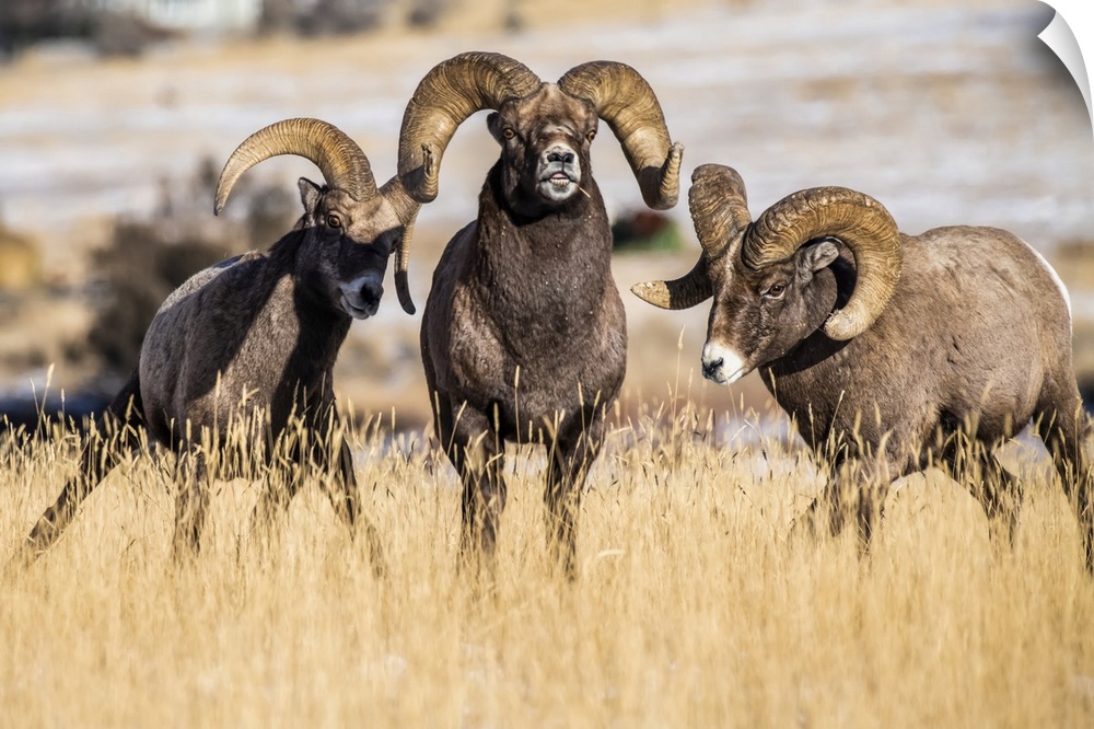 Three Bighorn Sheep rams (Ovis canadensis) interact with each other during the rut near Yellowstone National Park; Montana...