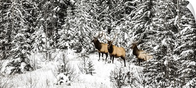 Three Bull Elk Standing In A Snow-Covered Forest, Banff National Park, Alberta, Canada