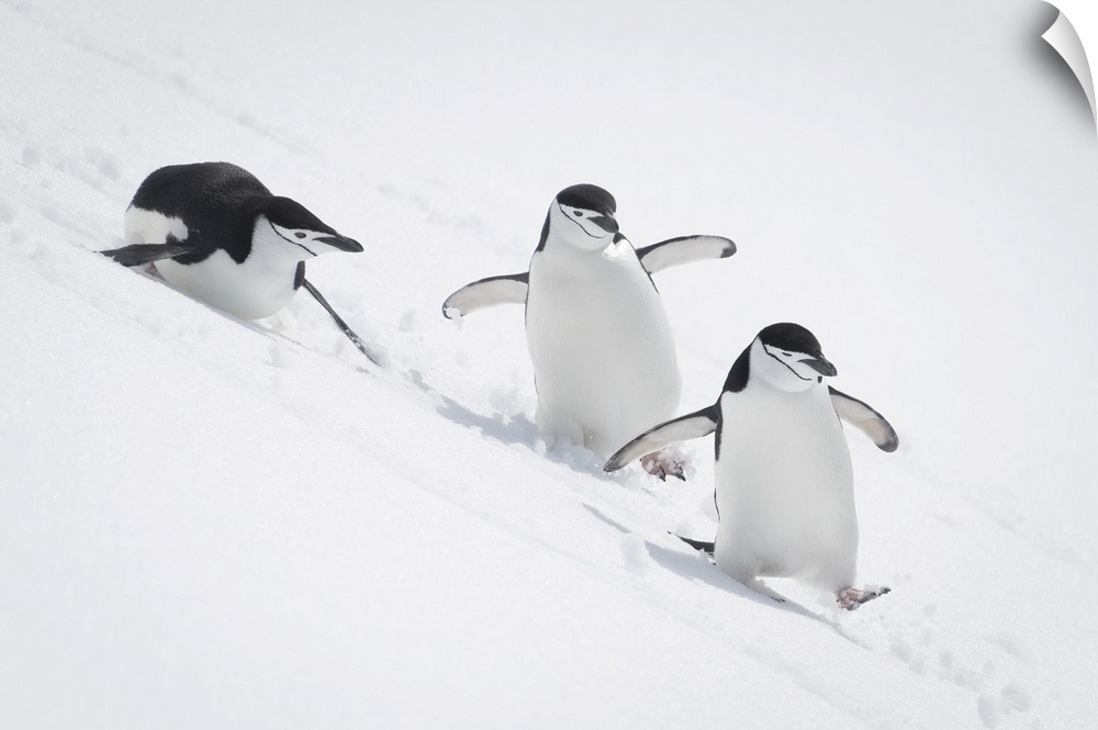 Three chinstrap penguins (pygoscelis antarcticus) slide down snowy hill, antarctica.