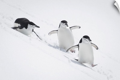 Three Chinstrap Penguins (Pygoscelis Antarcticus) Slide Down Snowy Hill, Antarctica