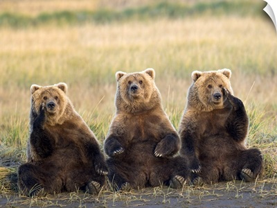 Three grizzlies sitting in meadow scratching faces Katmai National Park Alaska