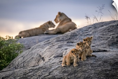 Three Lion Cubs Sitting On A Rock, Serengeti, Tanzania