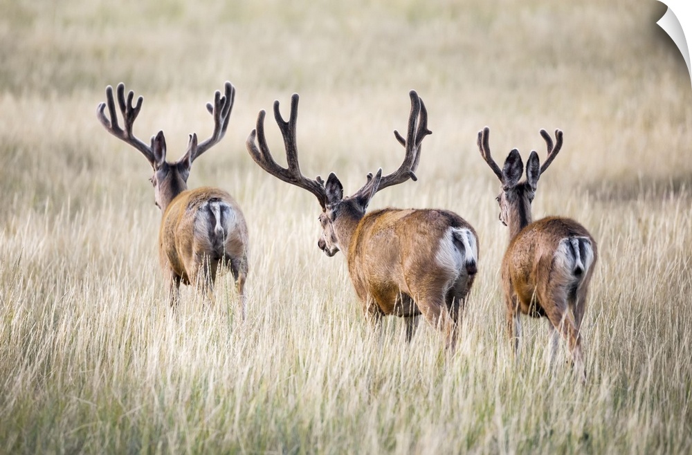 Rear view of three Mule deer bucks (Odocoileus hemionus) standing in a grass field; Steamboat Springs, Colorado, United St...