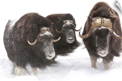 Three Musk Ox stand in deep snow during a winter storm