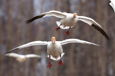 Three Snow Geese In Flight In The Matanuska Valley, Southcentral Alaska