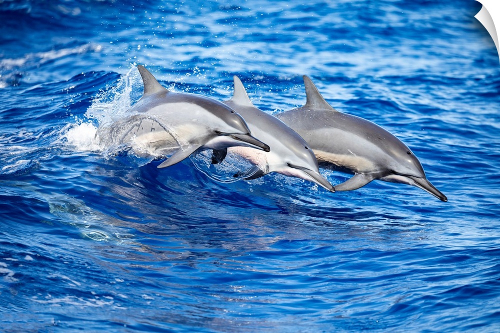 Three Spinner dolphins (Stenella longirostris) leap out of the Pacific Ocean off the island of Lanai; Lanai, Hawaii, Unite...