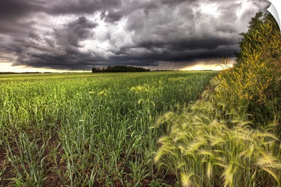 Thunder Clouds Over Field Of Wheat North Of Edmonton, Alberta, Canada