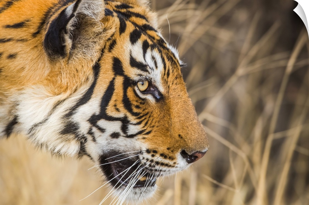 Tiger (Panthera tigris) in the wild, Ranthambhore National Park, Northern India; Rajasthan, India