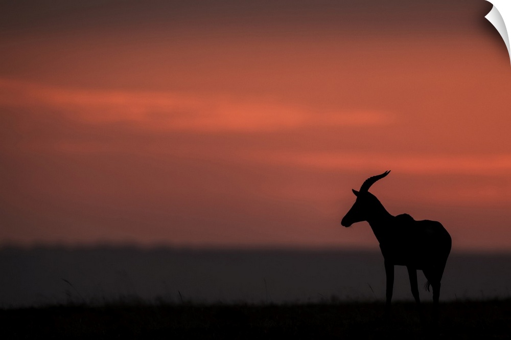 A topi (Damaliscus lunatus jimela) stands in profile on the horizon at sunset. It's body is silhouetted against the bright...