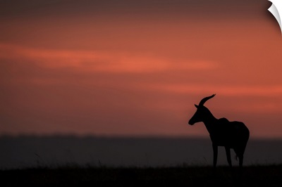 Topi On The Horizon At Sunset, Maasai Mara National Reserve, Kenya