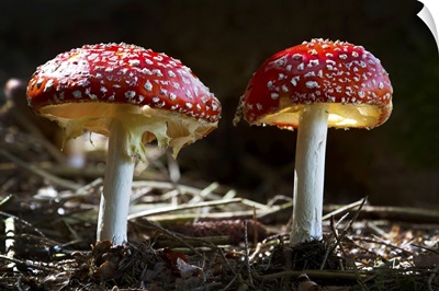 Toxic Mushrooms, Amanita Muscaria, Illuminated By Sunlight, Grainau, Bavaria, Germany