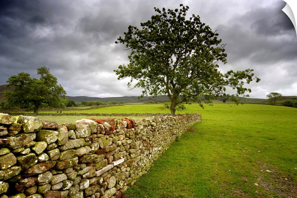 Tree Along A Stone Fence, Cumbria, England.