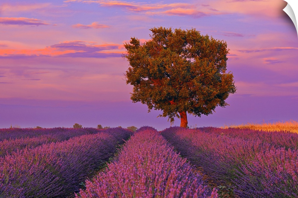Tree in Lavender Field at Sunset, Valensole Plateau, Alpes-de-Haute-Provence, Provence-Alpes-Cote doAzur, Provence, France