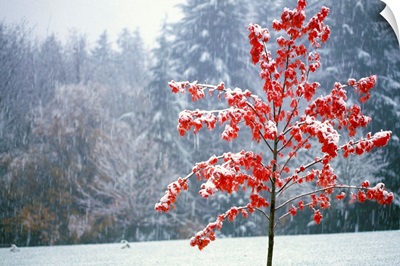 Tree In The Winter