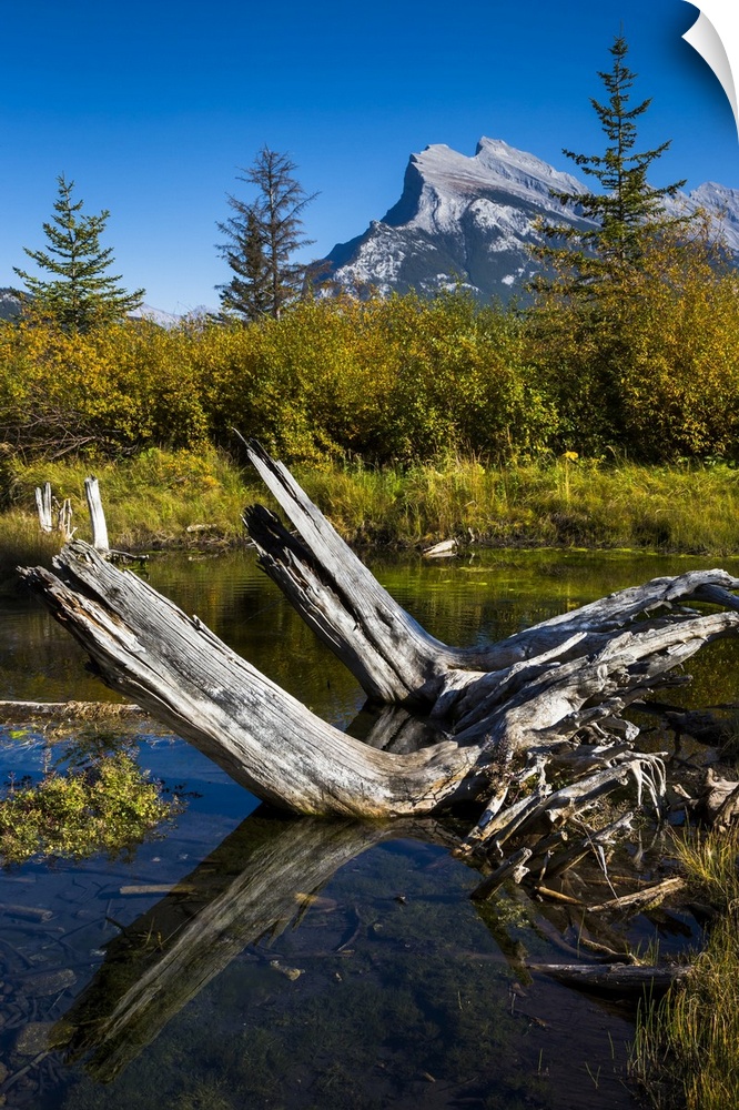 Tree Stump in Vermilion Lakes with Mount Rundle in Background, near Banff, Banff National Park, Alberta, Canada