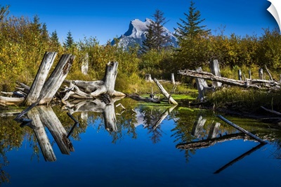 Tree Stumps In Vermilion Lakes, Banff National Park, Alberta, Canada