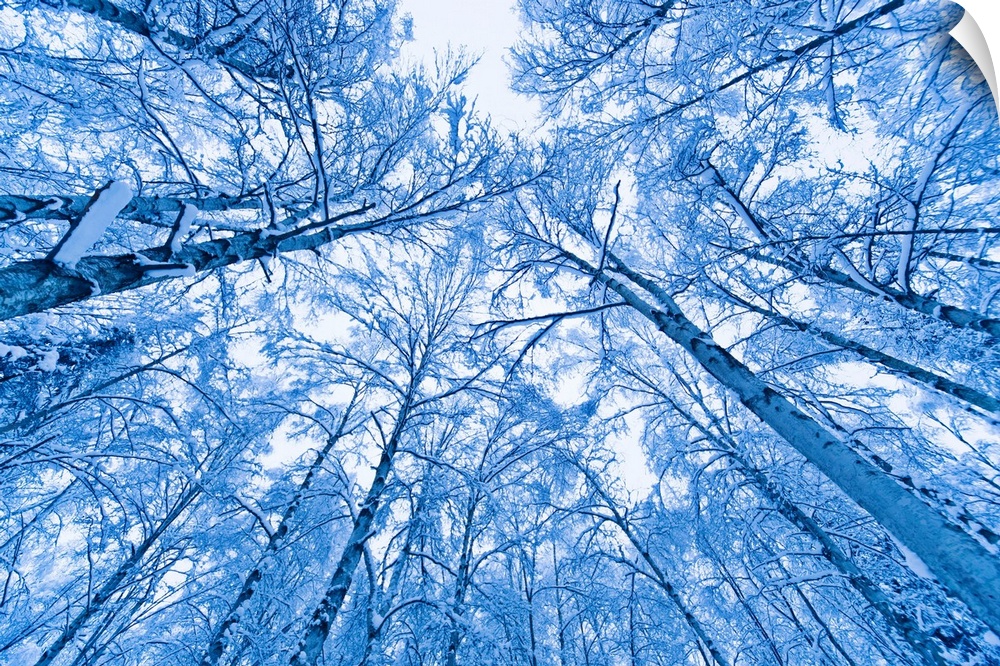 Tree top abstract of a snow covered Birch forest, winter, Anchorage, Alaska, USA.