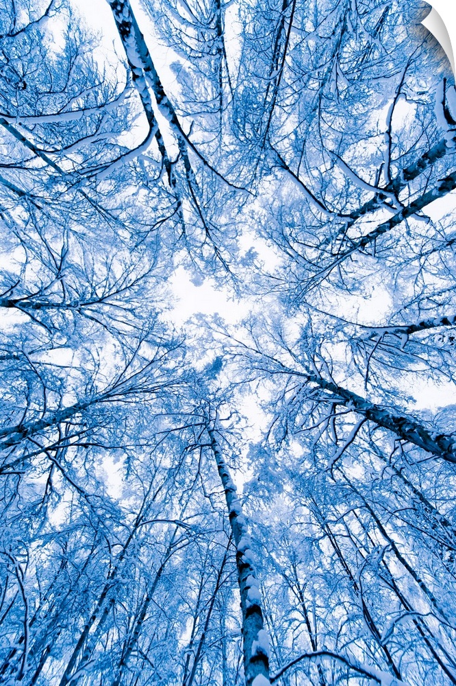 Photograph from the bottom of a forest looking up from the ground to the tree tops on a snowy day in Anchorage, Alaska (AK).