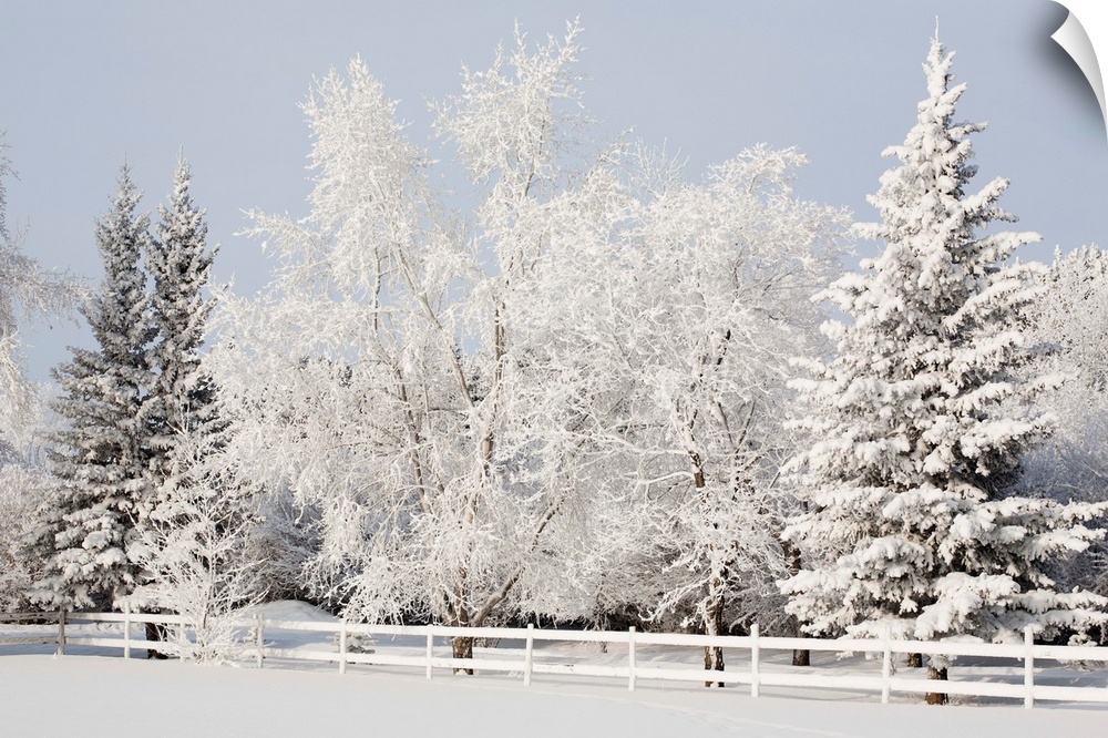 A snowy scenic of a white fence and trees coated in white snow against a wintery sky