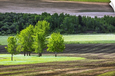 Trees in a grassy field surrounded by soil, West of High River, Alberta, Canada