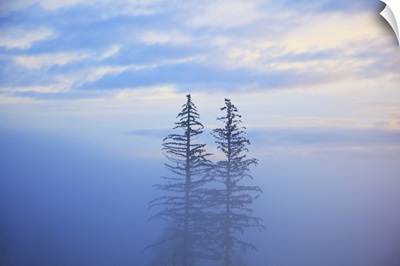 Trees In The Fog, Oregon Cascades, Oregon