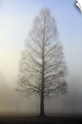 Trees Surrounded By Fog, Oregon Cascades, Oregon