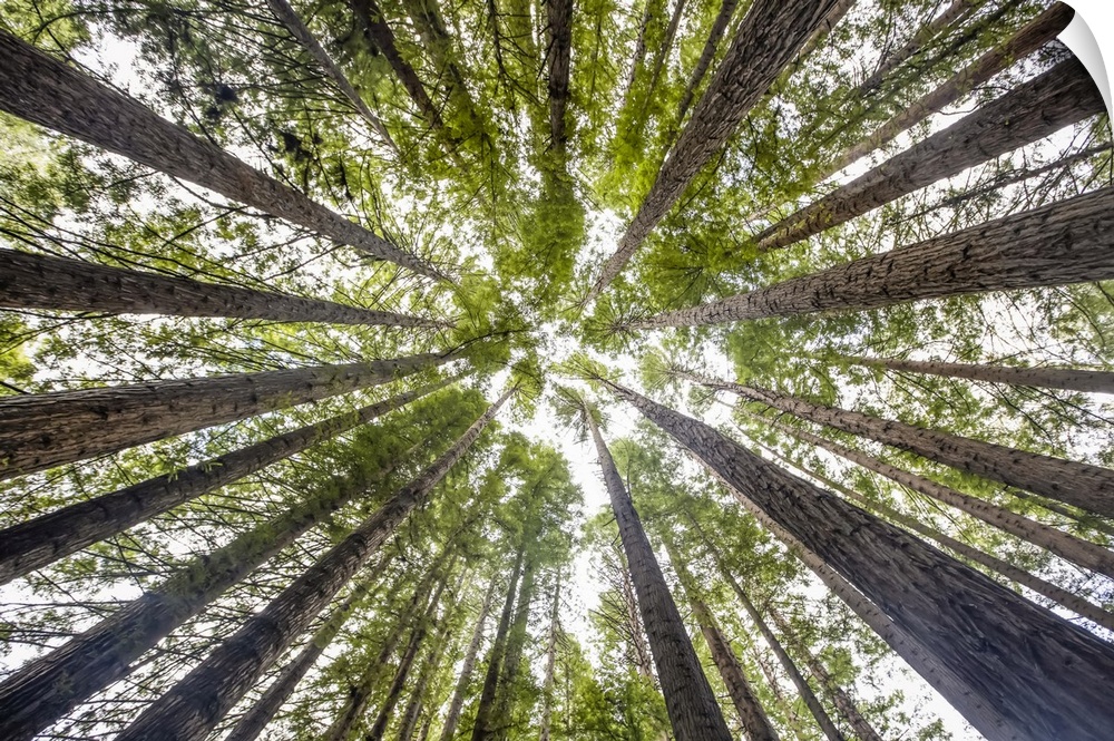 Looking directly up at the treetops of the California Redwoods (Sequoia sempervirens) and sky; Beech Forest, Victoria, Aus...