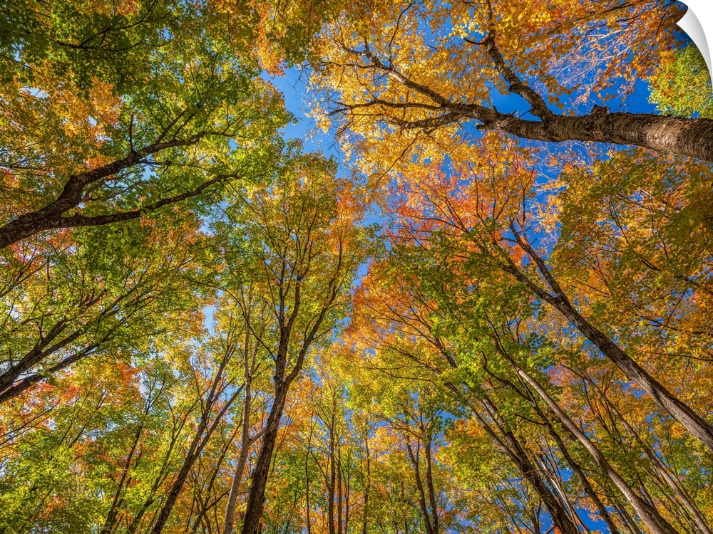 Treetops with autumn coloured foliage and a blue sky; Huntsville, Ontario, Canada.