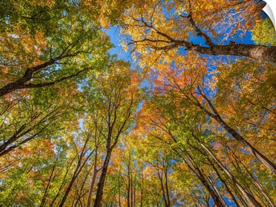 Treetops With Autumn Coloured Foliage And A Blue Sky, Huntsville, Ontario, Canada
