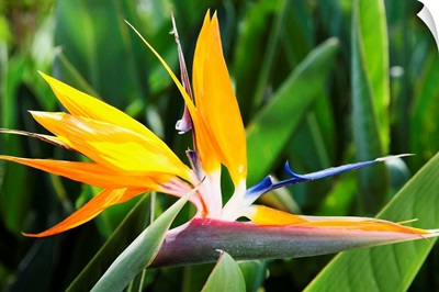 Tropical Bird of Paradise flower in full bloom Oahu, Hawaii
