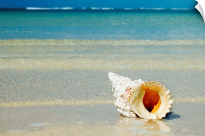 Tropical Seashell On The Beach With Gorgeous Clear Blue Ocean Behind