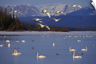 Trumpeter And Tundra Swans Rest At Marsh Lake, Yukon Territory, Canada