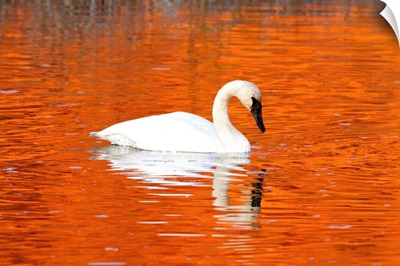 Trumpeter Swan in the sunset-it water of Potter Marsh, Anchorage, Alaska