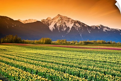Tulip Fields, British Columbia, Canada