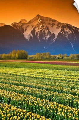 Tulip Fields, British Columbia, Canada