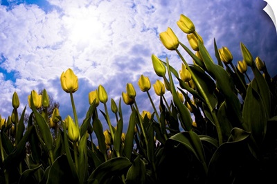 Tulips And Sky