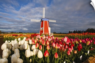 Tulips Close-Up And A Windmill On Wooden Shoe Tulip Farm, Woodburn, Oregon