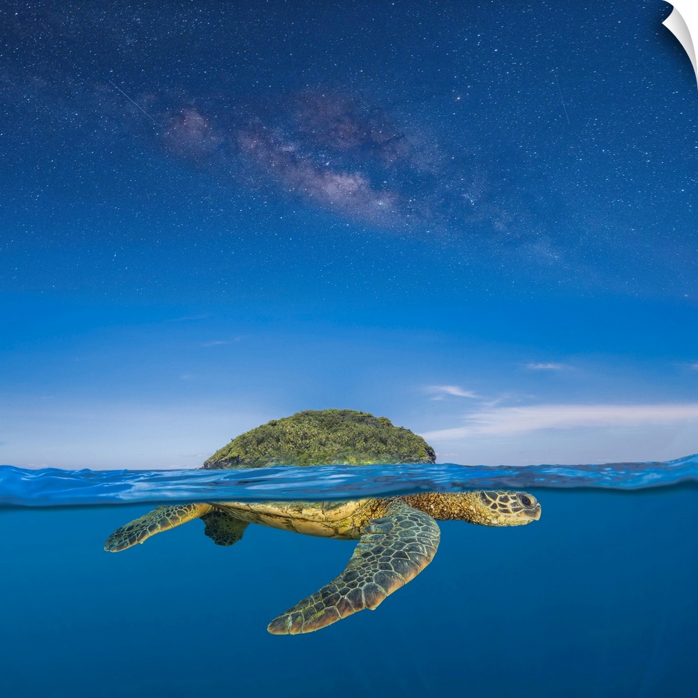 Turtle island is the name for the lands now known as north and central America. It is a name used by some indigenous peopl...