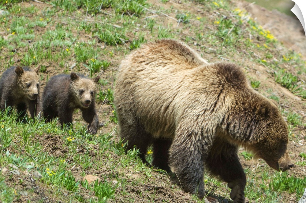 Twin Grizzly bear cubs (Ursus arctos horribilis) follow their mother in Yellowstone National Park, Wyoming, United States ...