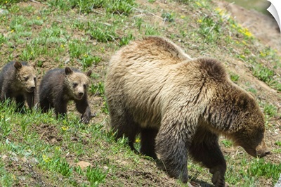 Twin Grizzly Bear Cubs Follow Their Mother In Yellowstone National Park, Wyoming
