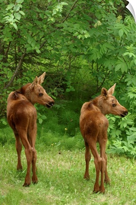Twin Moose Calves In Backyard Alaska, Anchorage