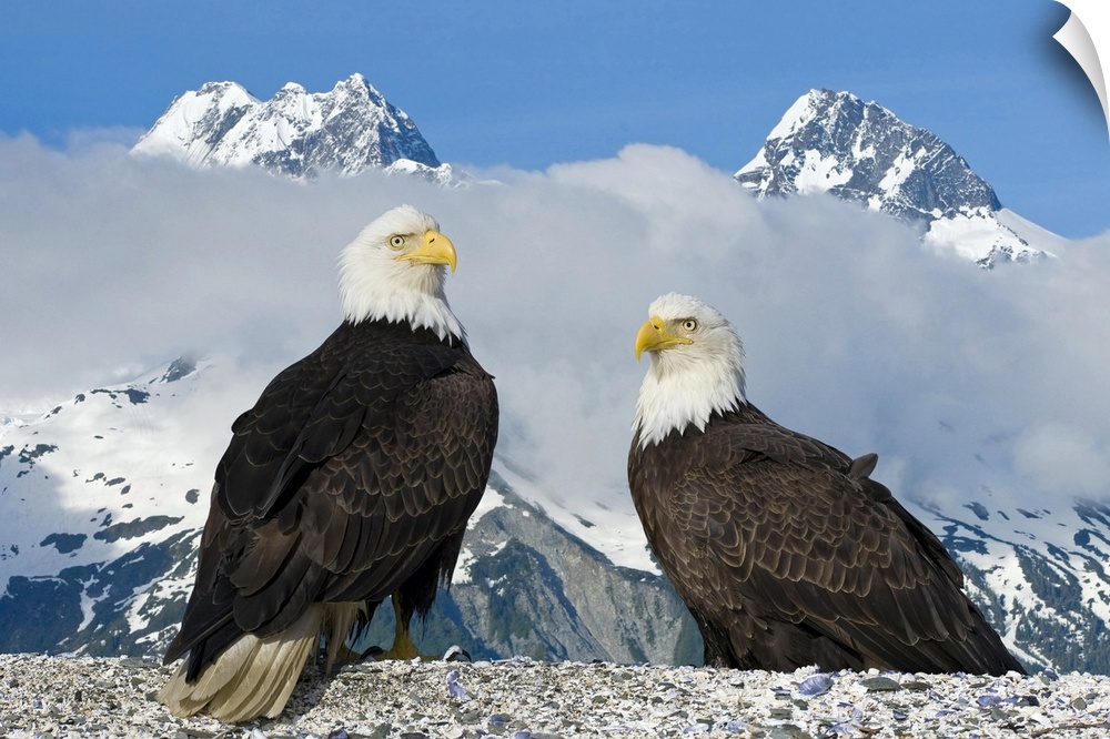 A nature photograph of two birds of prey captured very close up and in front of two enormous snow covered mountain peaks.