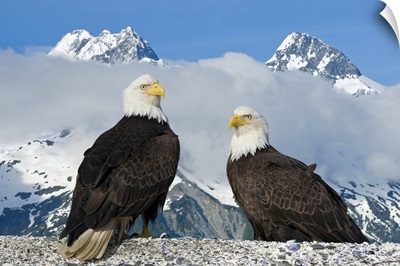 Two Bald Eagles perched on the beach in Lituya Bay